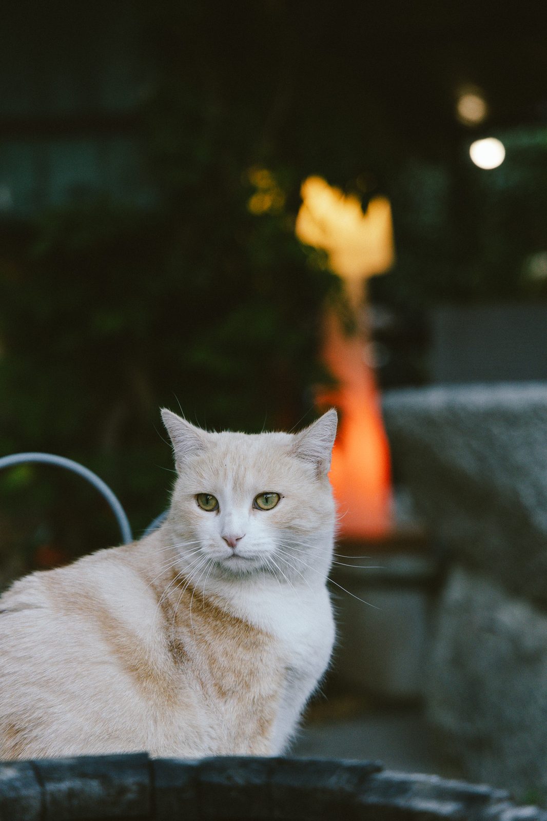 Chat crème sur le muret de la terrasse